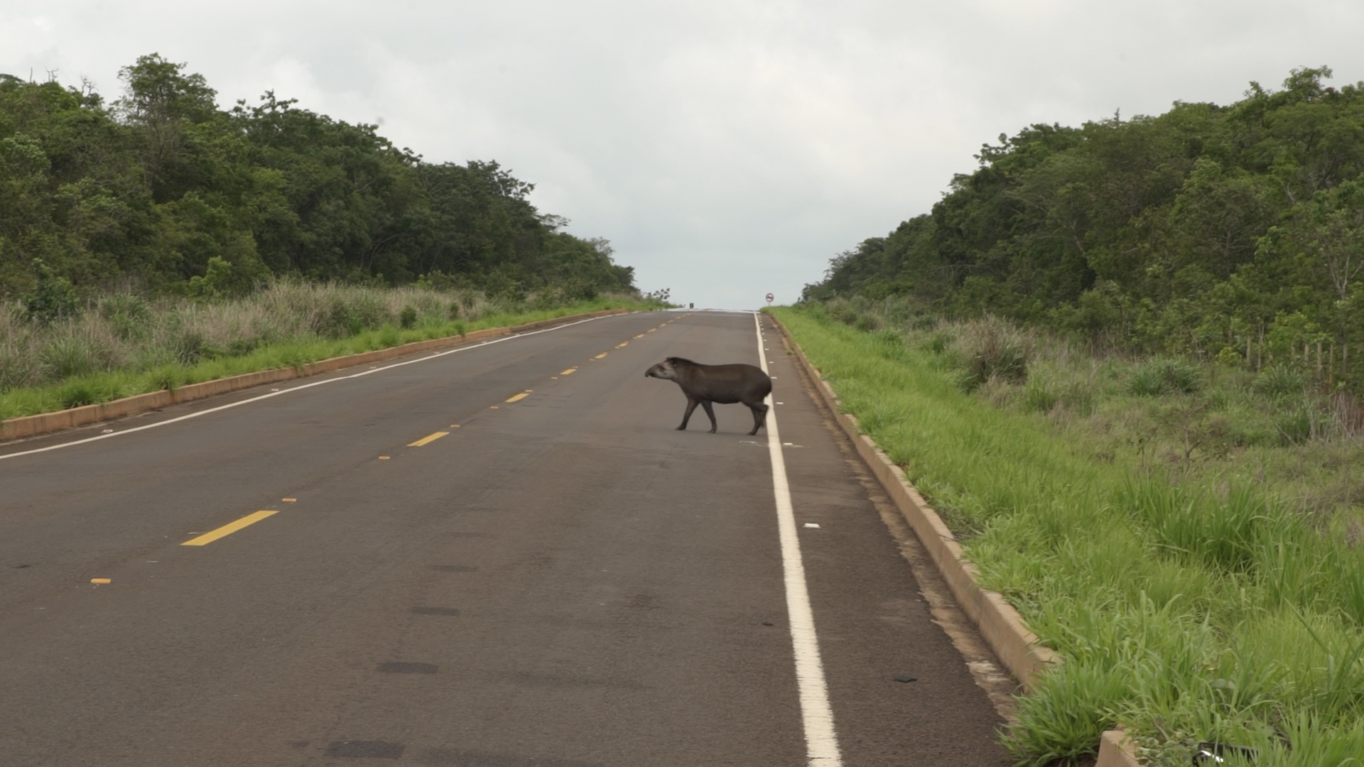Antas na linha de frente: como passagens subterrâneas podem salvar vidas nas rodovias do Cerrado e do Pantanal?