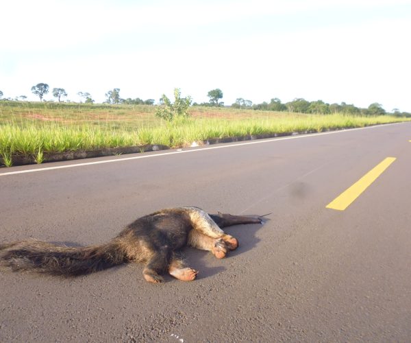 Tamandua-bandeira vítima de colisao veicular (2) (1)